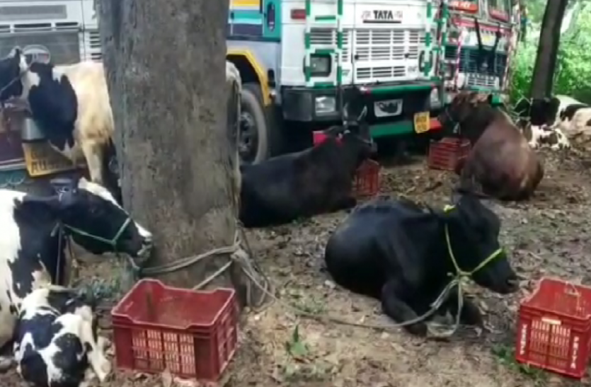 Animal Smuggler पशुओं से भरी ट्रक के साथ पशु तस्कर गिरफ्तार