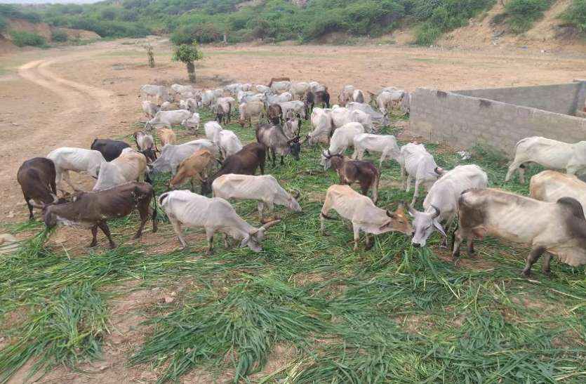Kutch : Lack of rain कच्छ में बारिश बिना पशुपालन व किसान परेशान