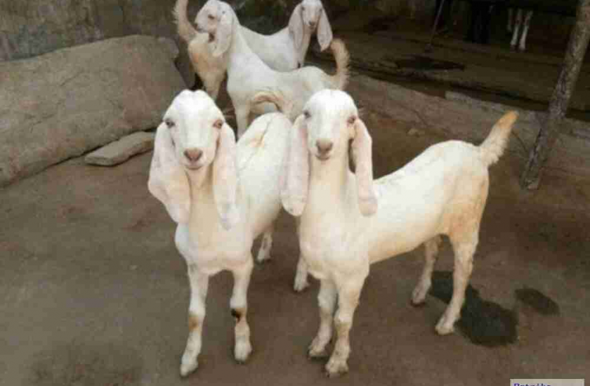 lucknow Eid-ul-Azha पर 211 किलो के बकरे की लगी बोली, कीमत 8 लाख, राजधानी में बिके 22 लाख के बकरे