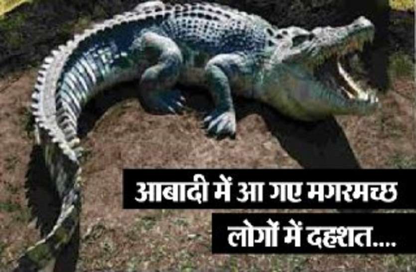 Crocodile Reached in residential area of kota crocodiles terror बाढ़ के पानी के साथ आबादी में घुस रहे मगरमच्छों से राजस्थान का ये शहर खौफ़जदा