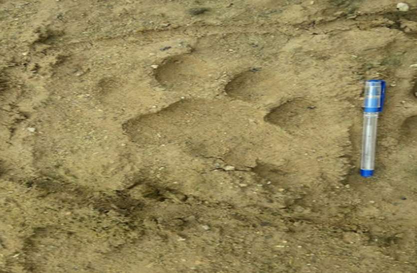 Tiger turns to Dhaulpur-Karauli border, Pugmark, villagers in panic, dholpur tiger, dholpur news dholpur टाइगर का रुख धौलपुर-करौली बॉर्डर की ओर, मिले पगमार्क, दहशत में ग्रामीण