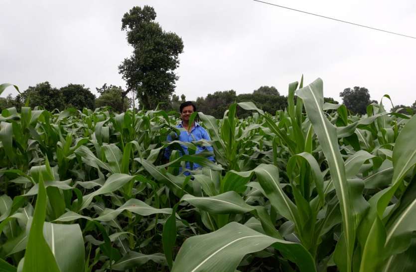 American sweet corn will be cultivated in Hoshangabad आपके पास है एक एकड़ खेती की जमीन तो आप भी कमा सकते हैं एक लाख रुपए, जानें कैसे