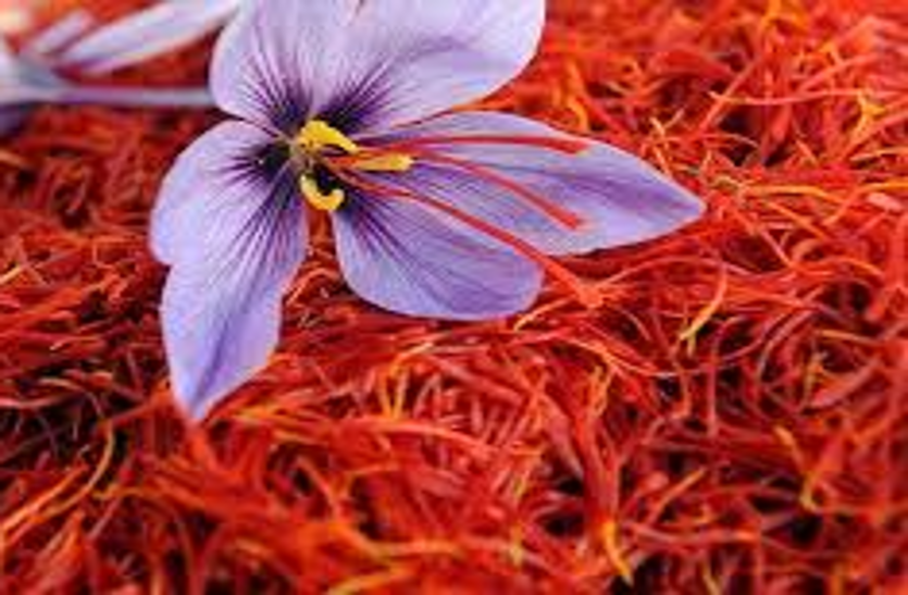 saffron price केसर के दामों में भारी उछाल, बढ़ गए 10 हजार रुपए प्रति किलो भाव, अभी और तेजी के आसार