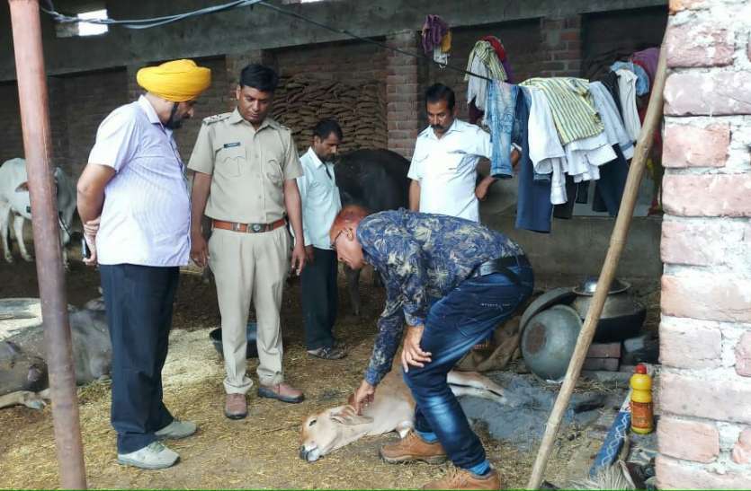 panther 15 दिनों से आधा दर्जन गांंव हैं दहशत में, हर दिन बन रहा कोई शिकार, उदयपुर से पहुंंची टीम