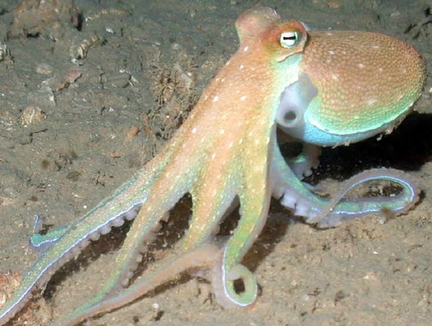 octopus