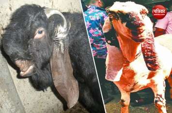 rate of some expensive goats in occasion of bakreed 2019 इस बार कौन है बकरा बाजार का 'सरताज', जिसकी कीमत लगी है लाखों में