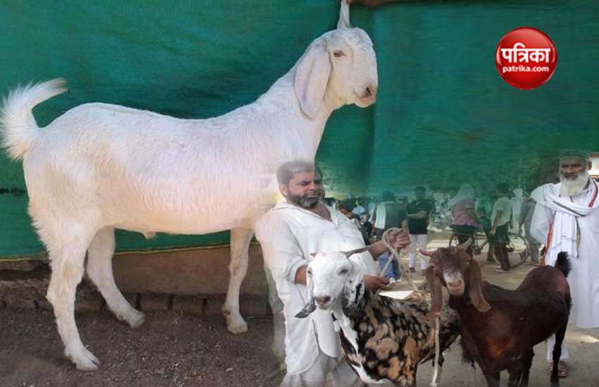 bakreed