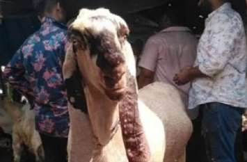 Sambhal Singham Bakre For Bakrid Popular In Delhi Bakrid: ये हैं Singham बकरे, इनकी खासियत जानकर चौंक जाएंगे आप