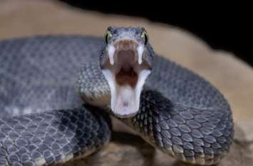 Most dangerous snakes of World in Chhattisgarh Hindi types of snakes ये हैं छत्तीसगढ़ में पाए जाने वाले दुनिया के सबसे जहरीले सांप, बारिश के दौरान इनसे रहें सावधान