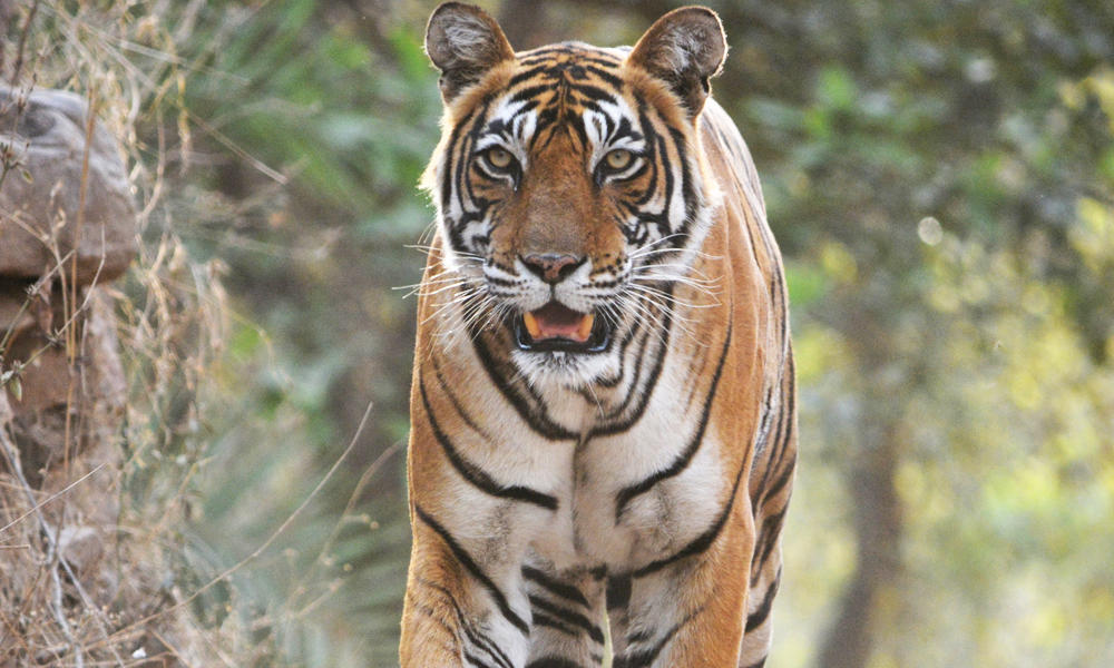 बाघ के हमले में एक की मौत, पिछले 6 महीने में बढ़े Tiger और तेंदुए से जुड़े केस
