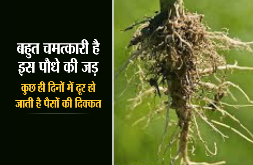 miraculous plant root बहुत चमत्कारी है इस पौधे की जड़, कुछ ही दिनों में दूर हो जाती है पैसों की दिक्कत