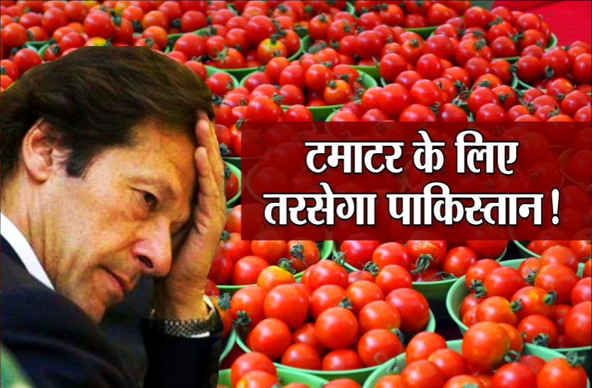 tomato supply भारत से पंगा लेकर फंसा पाकिस्तान, 300 रुपये किलो बिक रहे टमाटर, MP के इन जिलों से होती है सप्लाई