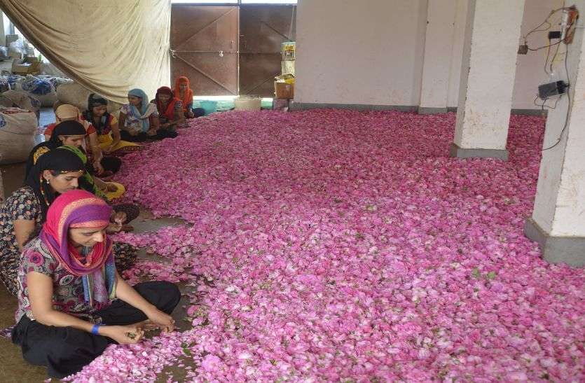 rose प्रदेश में गुलाब (Rose)की खेती ला सकती है खुशहाली (prosperity)