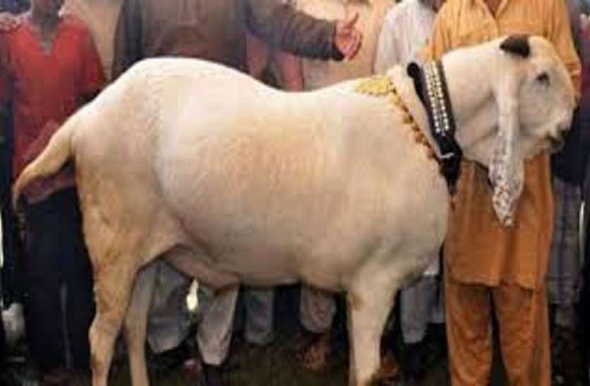 Eid ul Adha 2019: Fatwa on qurbani leather: use of qurbani leather Bakreed 2019: चमड़े की गिरती कीमतों का मुद्दा सोशल मीडिया पर छाया, जयपुर के मुफ्ती ने जारी किया फतवा
