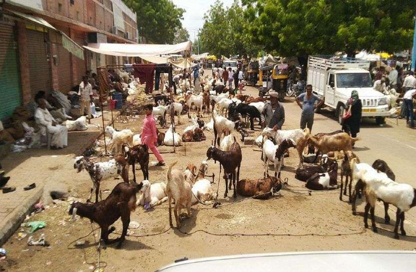 Now cattle fairs will not be held on roads and highways हाईकोर्ट के आदेश के बाद अब सडक़ों और और हाईवे पर नहीं लगेंगे पशु मेले