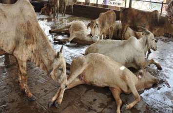 Andhra Pradesh: 100 cows died in Vijayawada due to poisonous feed Andhra Pradesh: विजयवाड़ा में जहरीले चारे से 100 गायों की मौत