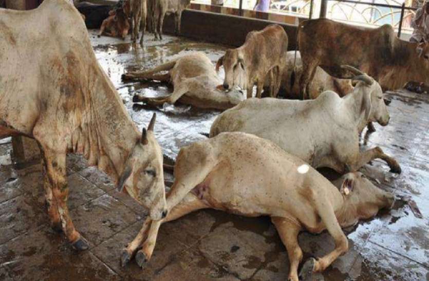 cow died Andhra Pradesh: विजयवाड़ा में जहरीले चारे से 100 गायों की मौत