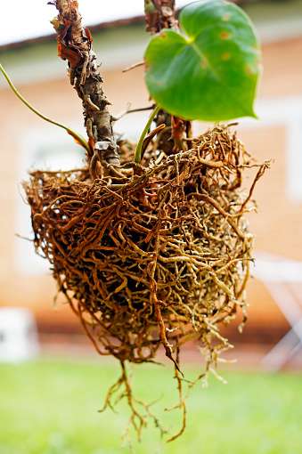 miraculous plant root