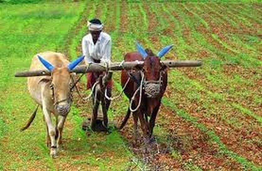 good-rains-benefit-the-crop बारिश से बरसा ‘सोना’ : बुवाई का 97.30 प्रतिशत लक्ष्य पूरा