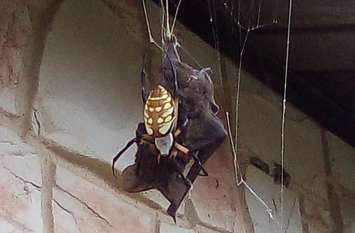 texas spider catches bat and then eat it viral video मकड़ी के जाल में फंसा चमगादड़, वीडियो में देखें कौन जीता मौत की जंग