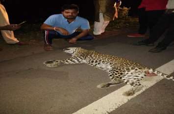 High speed vehicle kills leopard #Wild Animal : तेज रफ्तार वाहन ने तेंदुआ को मारी ठोकर,मौत, सड़क पर लगा जाम
