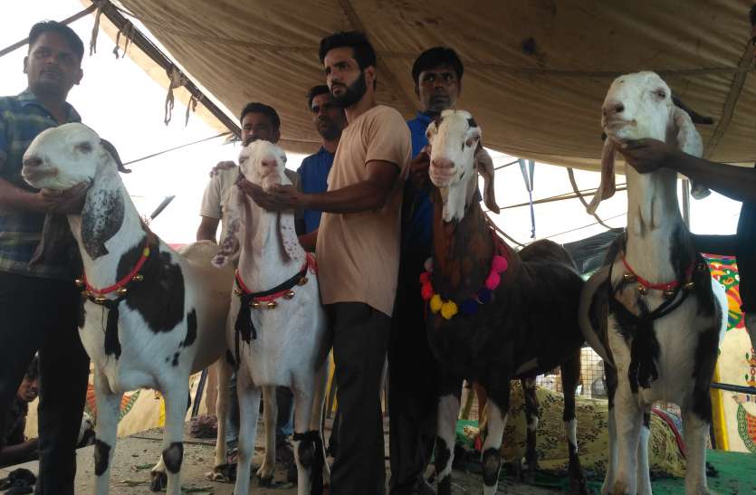 Eid ul Adha 2019 Bakreed 2019: मंडियों में उमड़ रहे खरीदार, 10 हजार से लेकर 10 लाख रूपए तक के बकरे मौजूद