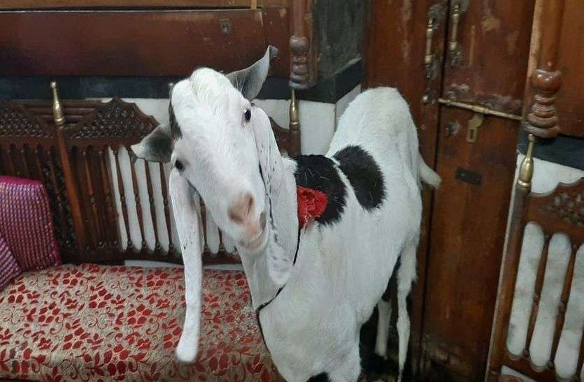 This goat eats milk and jalebi Eid Mubarak : दूध-जलेबी खाता है यह बकरा, पहले बग्गी में घुमेगा, फिर हो जाएगा कुर्बान