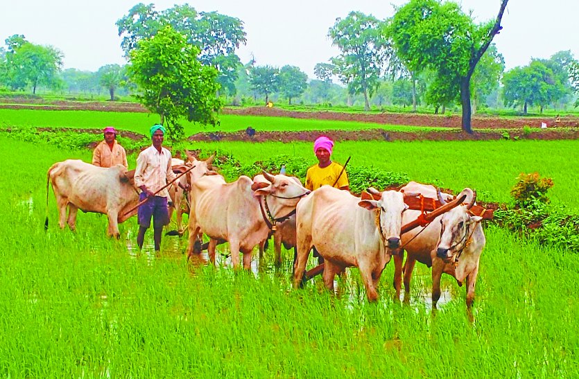The visiting sawan made the farmers happy, enough water in the fields जाते सावन ने किसानों को किया खुश, बियासी के लिए खेतों में पर्याप्त पानी