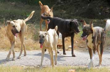 Dogs attack again in Banswara, 7 stitches to elderly, daughter-in-law बांसवाड़ा में कुत्तों का फिर हमला, बुजुर्ग को आए सात टांके, बहू भी जख्मी