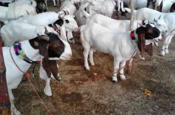 Bakra Eid 2019 celebrate in kannauj इत्र नगरी में बड़ी ही धूमधाम से मनाया गया ईद उल अजहा, गंगा जमुनी तहजीब की दिखी झलक