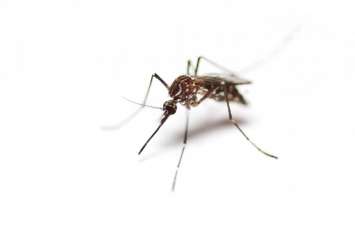 Japanese encephalitis killed 173 people in Assam असम में जापानी इंसेफेलाइटिस से मृतकों की संख्या १४३ हुई