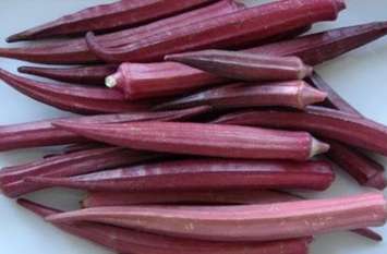 Chhattisgarh agriculture students produce red colour lady fingure क्या आपने देखी है कभी लाल रंग की भिंडी, छत्तीसगढ़ छात्र कर रहे उत्पादन