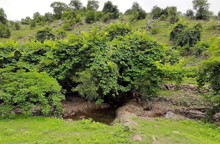 plant 25 हजार पौधों वाले दो उद्यान हरे-भरे, बेक द्री की भेंट चढ़ा बाकी प्लांटेशन