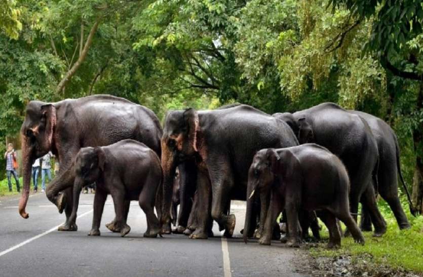 Odisha: घटे बाघ तो बढ़ गए हाथी, होता रहा संघर्ष नहीं बन पाए साथी Odisha: घटे बाघ तो बढ़ गए हाथी, होता रहा संघर्ष नहीं बन पाए साथी