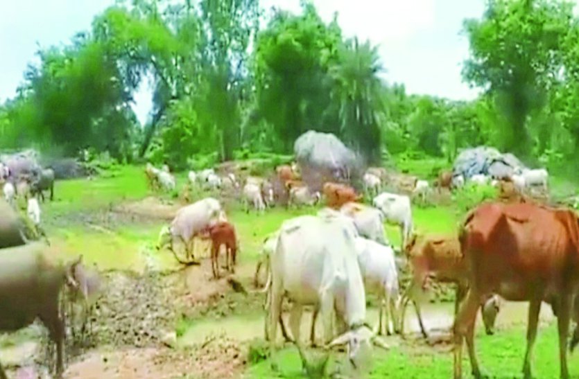 See the government your Gothan scheme made the sarpanch a pauper देखिए सरकार आपकी गौठान योजना ने सरपंच को बनाया कंगाल
