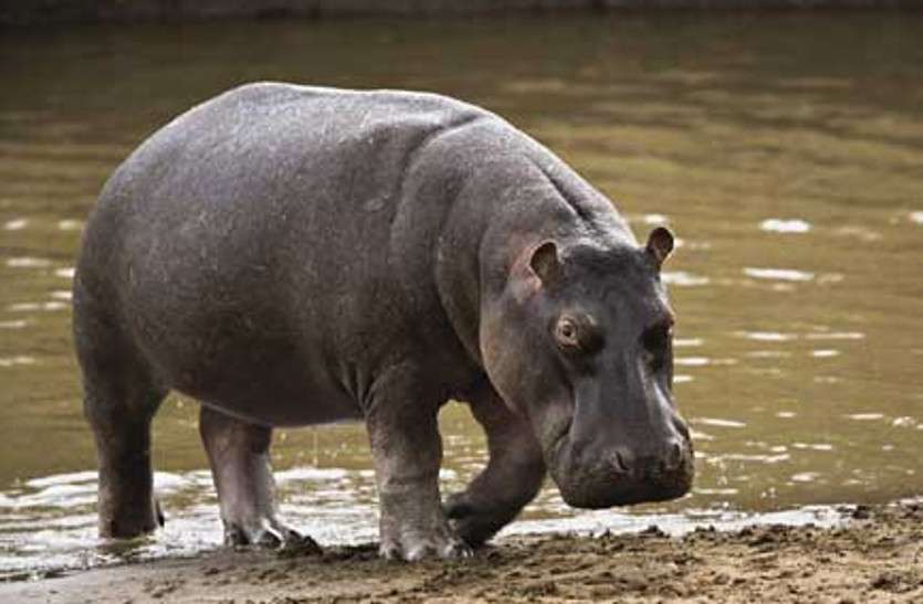 Hippopotamus नाहरगढ़ जैविक उद्यान: दिल्ली से मंगलवार को आएगा नया मेहमान, 22 दिन बाद देख पाएंगे आमजन