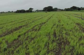 Less than average rain in janjgir जांजगीर में अब तक सिर्फ इतनी बारिश, सावन भी नहीं ला सका किसानों के चेहरे पर बहार यही हाल रहा तो होगी मुश्किल