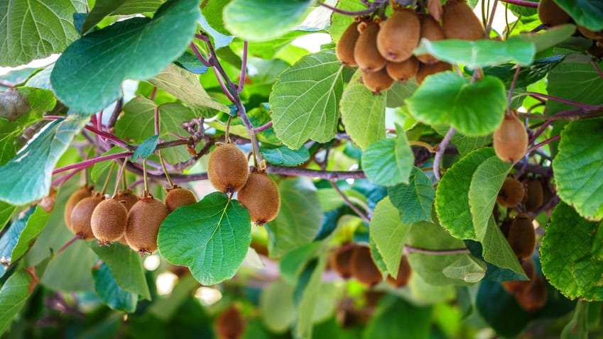 Reduce blood clotting with kiwifruit