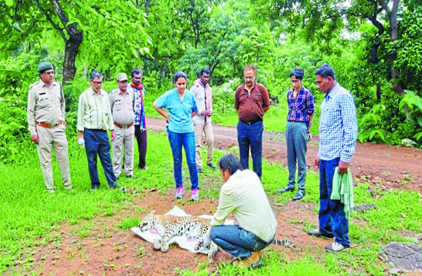 balod patrika #Wild Animal : वाहन चालक की लापरवाही से मारा गया तेंदुआ, आखिर लोगों में कब आएगी जागरूकता