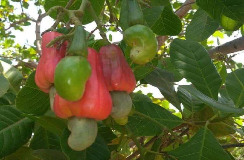 300 farmers will be fortunate to grow cashew in 200 hectare field. जानिए, काजू कैसे संवारेगा सिवनी के तीन किसानों की किस्मत
