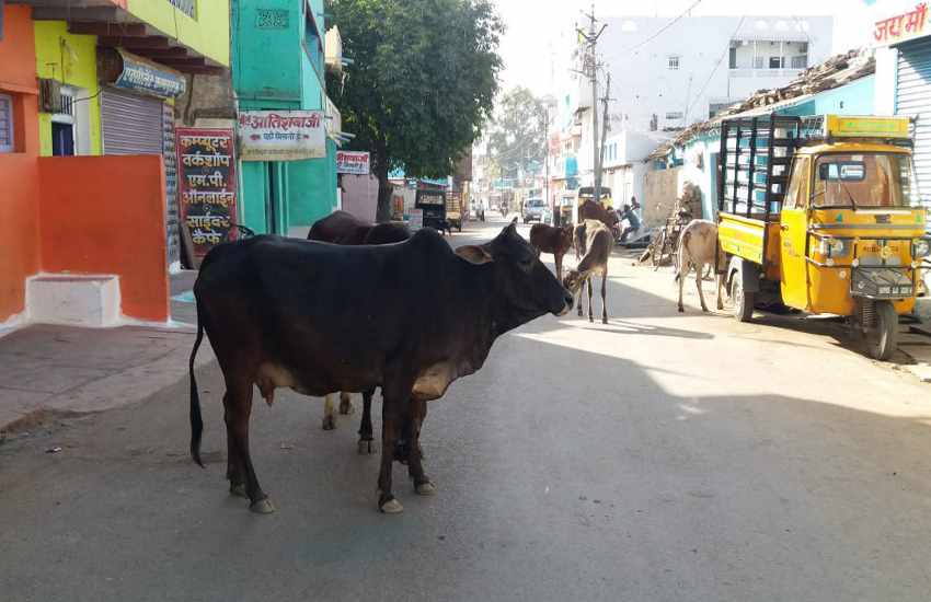 There is a mob of stray cattle on the streets सड़कों पर आवारा मवेशियों का लगा रहता है जमावड़ा