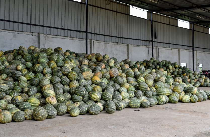 Delhiites became crazy after eating sweet pumpkin मीठा मेवाड़ी पम्पकिन खाकर दीवाने हो गए दिल्ली वाले