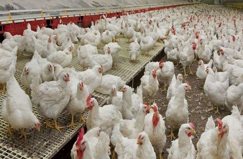 80 kg chicken theft from shop in one night रात को बढ़िया से दूकान बंद करके निकला, सुबह 80 किलो मुर्गा गायब देख पकड़ कर बैठ गया सर