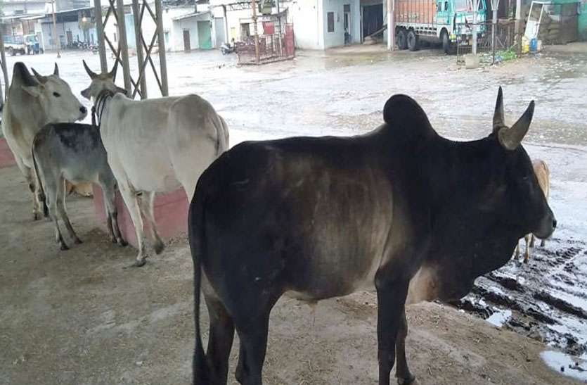 mp कृषि उपज मंडी में मवेशियों का आतंक, किसान को किया घायल