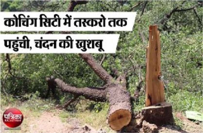 kota news target of smugglers chandan tree theft in kota मंत्री जी के आवास के सामने से आधी रात चंदन का पेड़ काट ले गए तस्कर...सुरक्षा व्यवस्था की खुली कलई