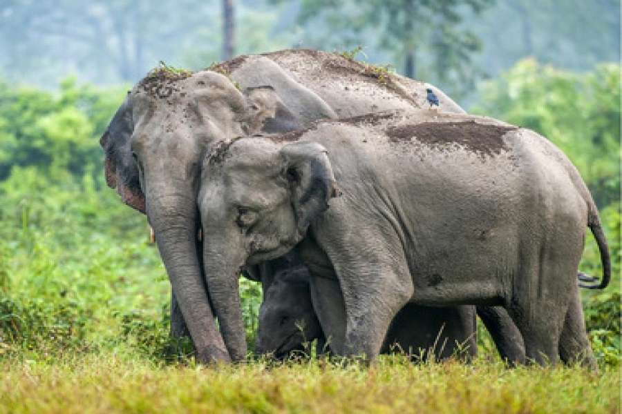 shocking: People Eating Elephant flash in north east states