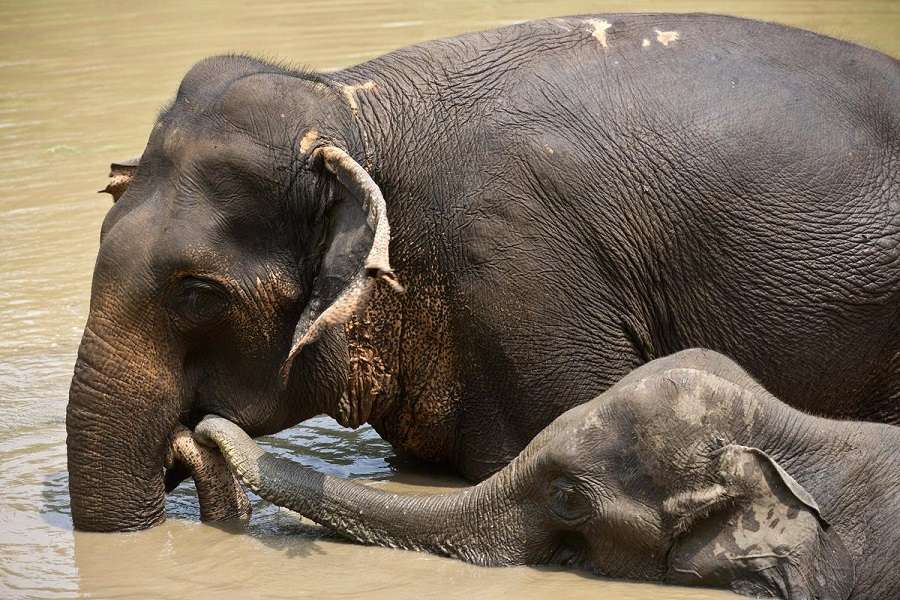 shocking: People Eating Elephant flash in north east states