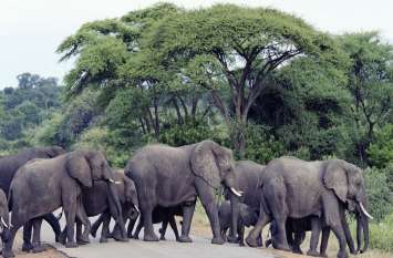 shocking: People Eating Elephant flash in north east states न रोक न टोक, गजराज पर भारी क्रूरता भरा शौक