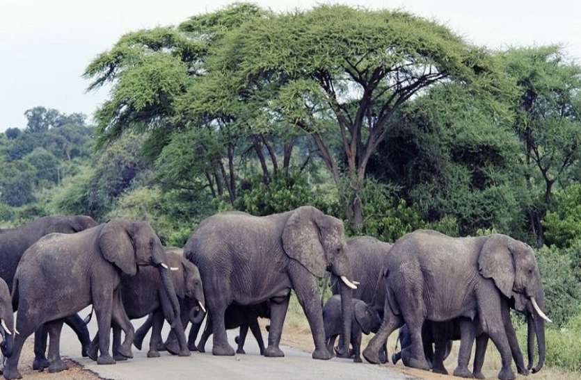 shocking: People Eating Elephant flash in north east states न रोक न टोक, गजराज पर भारी क्रूरता भरा शौक