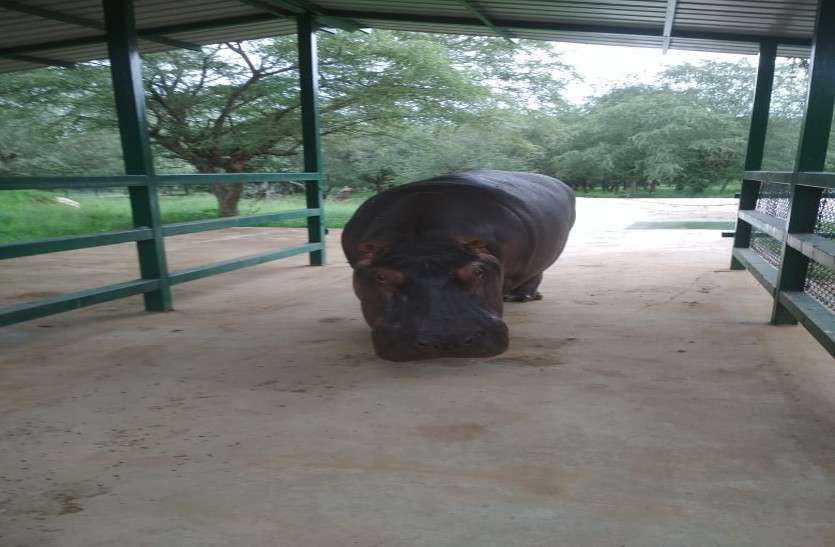 Hippopotamus in Jaipur Hippopotamus in Jaipur